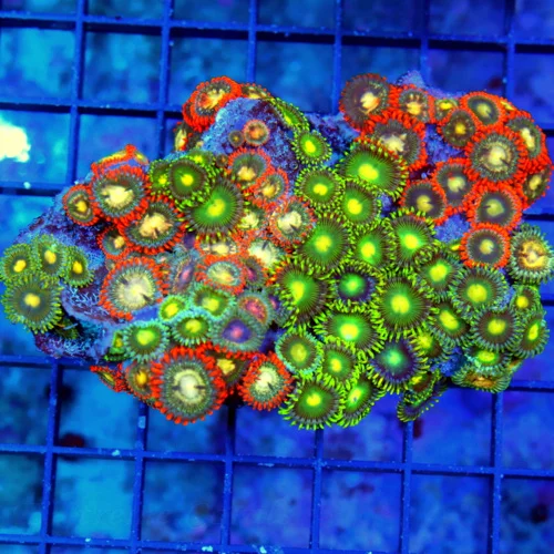 5X2  AUSSIE ZOANTHIDS-SHOWPIECE HANDPICKED BY SCOTT ULTRA ULTRA ZOANTHIDS-INCREDIBLE COLOR