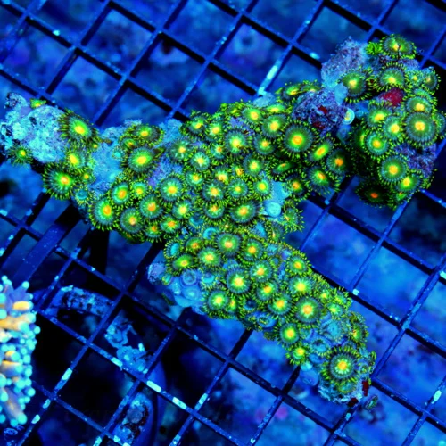 5.5X4  AUSSIE ZOANTHIDS-SHOWPIECE HANDPICKED BY SCOTT ULTRA ULTRA ZOANTHIDS-INCREDIBLE COLOR