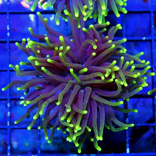 3" TORCH-VERY VERY NICE BLACKLIGHT TORCH-BEAUTIFUL TORCH GREAT PRICE!!