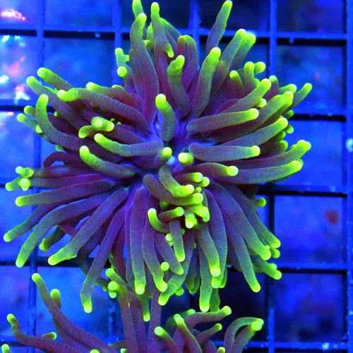 3" TORCH-VERY VERY NICE BLACKLIGHT TORCH-BEAUTIFUL TORCH GREAT PRICE!!