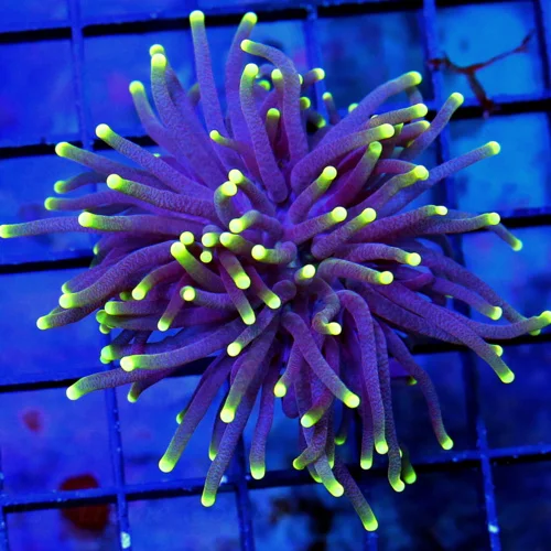 3" TORCH-VERY VERY NICE BLACKLIGHT TORCH-BEAUTIFUL TORCH GREAT PRICE!!