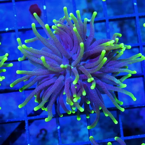 3" TORCH-VERY VERY NICE BLACKLIGHT TORCH-BEAUTIFUL TORCH GREAT PRICE!!