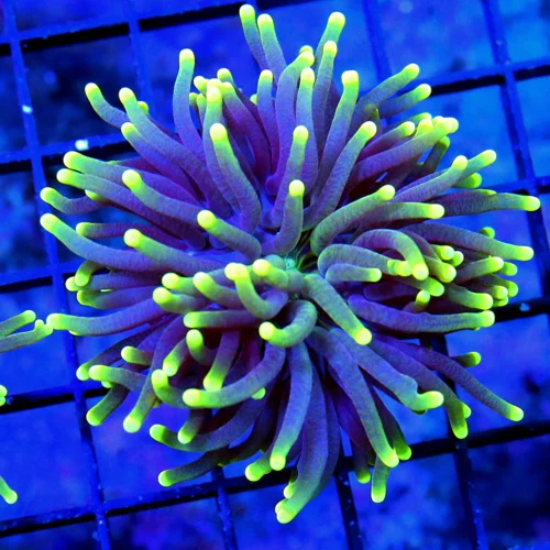 3" TORCH-VERY VERY NICE BLACKLIGHT TORCH-BEAUTIFUL TORCH GREAT PRICE!!