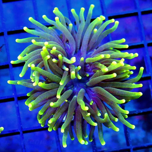 3" TORCH-VERY VERY NICE BLACKLIGHT TORCH-BEAUTIFUL TORCH GREAT PRICE!!