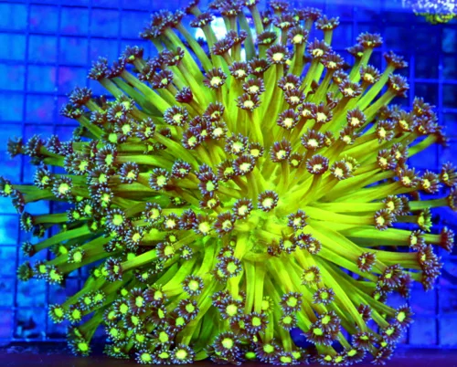 10X10 GIANT ULTRA GONIPORA-HANDPICKED BY SCOTT-COLOR IS OUTRAGEOUS-TANK CENTERPIECE