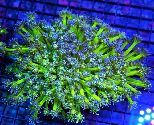 10X10 GIANT ULTRA GONIPORA-HANDPICKED BY SCOTT-COLOR IS OUTRAGEOUS-TANK CENTERPIECE