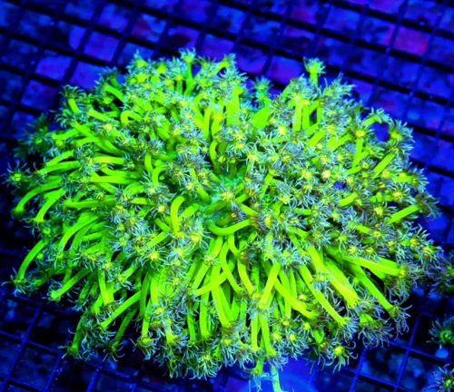 10X10 GIANT ULTRA GONIPORA-HANDPICKED BY SCOTT-COLOR IS OUTRAGEOUS-TANK CENTERPIECE