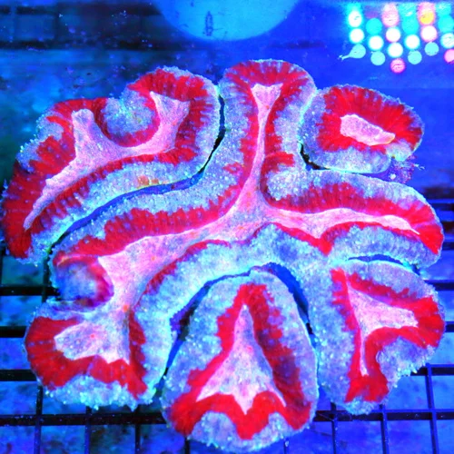 7X7 GIANT ULTRA LOBOPHYLLIA-HANDPICKED BY SCOTT HOLY GRAIL GRADE ULTRA LOBOPHYLLIA