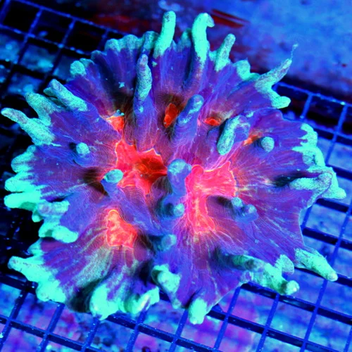 7X7 GIANT ULTRA PRCTINIA-HANDPICKED BY SCOTT HOLY GRAIL GRADE SPACE INVADER MORPH ULTRA PECTINIA