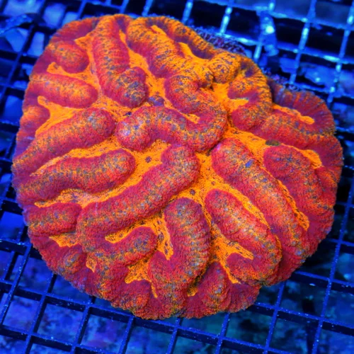 7X7 GIANT ULTRA LOBOPHYLLIA-HANDPICKED BY SCOTT HOLY GRAIL GRADE ULTRA LOBOPHYLLIA