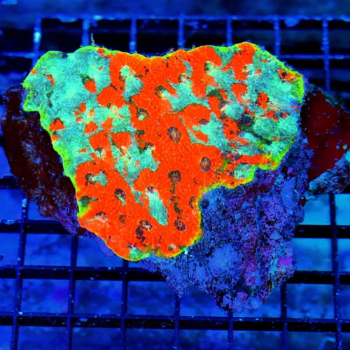 5.5X4.5 XL ACANTHASTREA ECHINATEA-MINDBLOWING COLOR SUPER ORANGE CRUSH ACANTHASTREA-INCREDIBLE