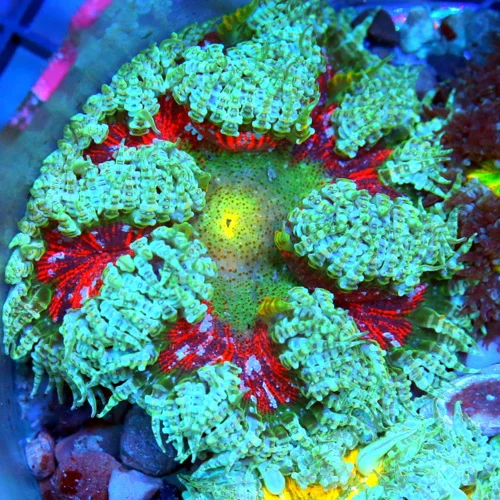 3" FLOWER ANEMONE - EXTREME CORALS ULTRA SCOTT'S HANDPICKED FLOWER ANEMONE