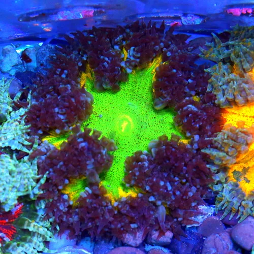 3" FLOWER ANEMONE - EXTREME CORALS ULTRA SCOTT'S HANDPICKED FLOWER ANEMONE