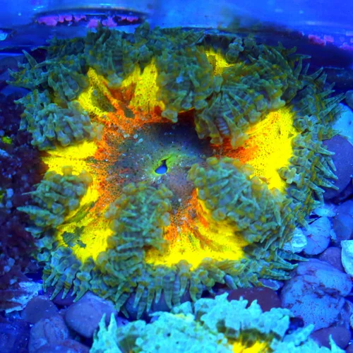 3" FLOWER ANEMONE - EXTREME CORALS ULTRA SCOTT'S HANDPICKED FLOWER ANEMONE