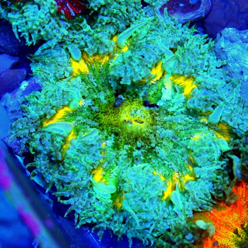 3" FLOWER ANEMONE - EXTREME CORALS ULTRA SCOTT'S HANDPICKED FLOWER ANEMONE