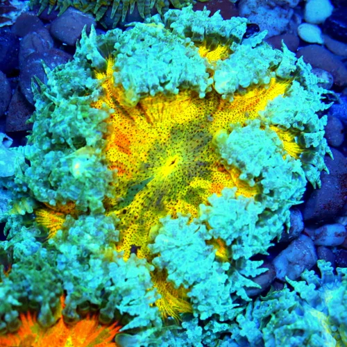 3" FLOWER ANEMONE - EXTREME CORALS ULTRA SCOTT'S HANDPICKED FLOWER ANEMONE