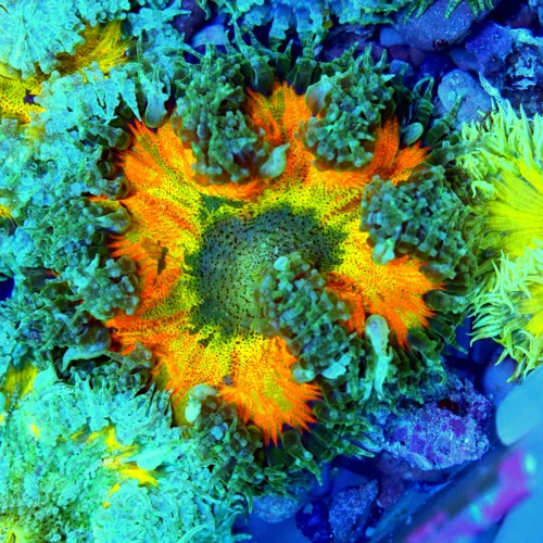 3" FLOWER ANEMONE - EXTREME CORALS ULTRA SCOTT'S HANDPICKED FLOWER ANEMONE