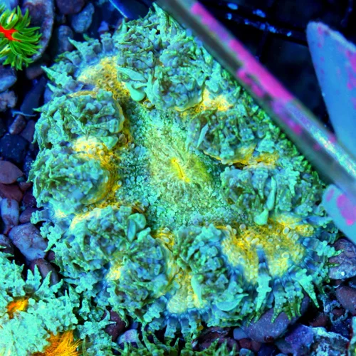 3" FLOWER ANEMONE - EXTREME CORALS ULTRA SCOTT'S HANDPICKED FLOWER ANEMONE