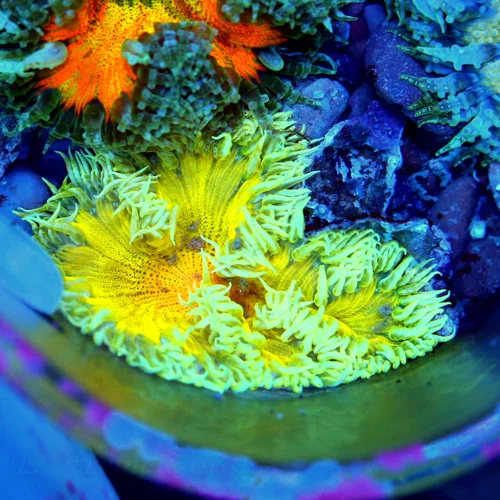 3" FLOWER ANEMONE - EXTREME CORALS ULTRA SCOTT'S HANDPICKED FLOWER ANEMONE
