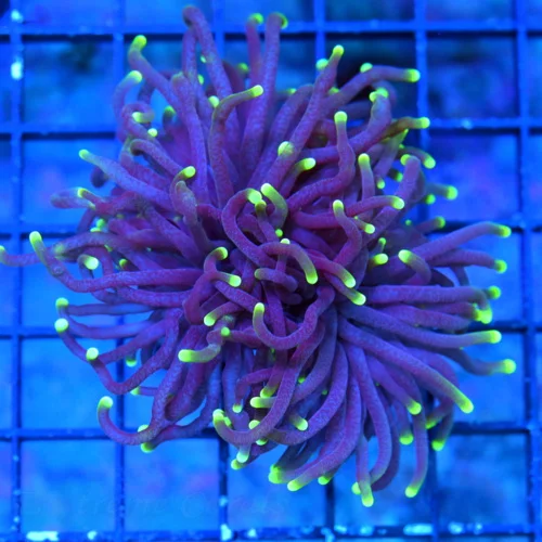 3 TORCH-VERY VERY NICE BLACKLIGHT TORCH-BEAUTIFUL TORCH GREAT PRICE!!