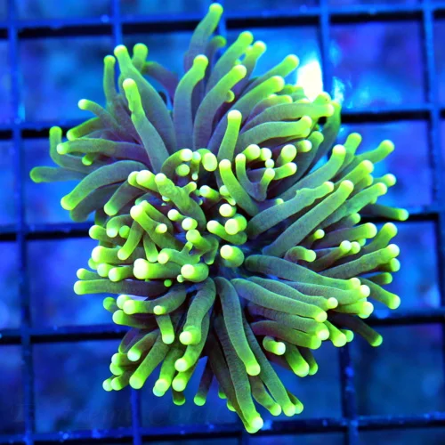 3 TORCH-VERY VERY NICE BLACKLIGHT TORCH-BEAUTIFUL TORCH GREAT PRICE!!