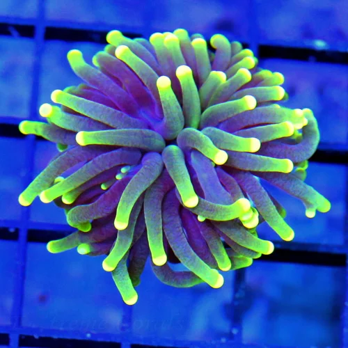 3 TORCH-VERY VERY NICE BLACKLIGHT TORCH-BEAUTIFUL TORCH GREAT PRICE!!