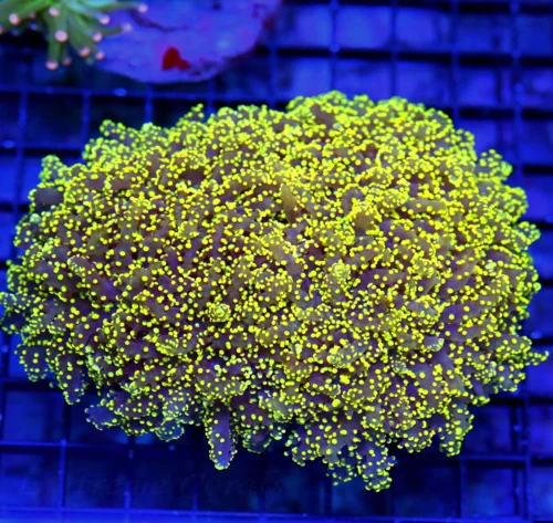 6x4 XXL OCTOSPAWN-STUNNING PURPLE TENTACLED YELLOW ORANGE TIPPED SL HANDPICKED OCTOSPAWN