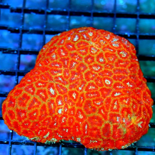 5.5X5 VERY RARE MICROMUSSA-IMPOSSIBLE TO GET! ULTRA ULTRA COLORED MICROMUSSA COLLECTORS ITEM