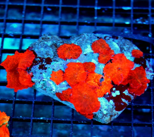 5.5X4.5 DISCOSOMA MUSHROOM-SUPER ULTRA RED COLLECTOS FIREENGINE DISCOSOMA MUSHROOM COLONY