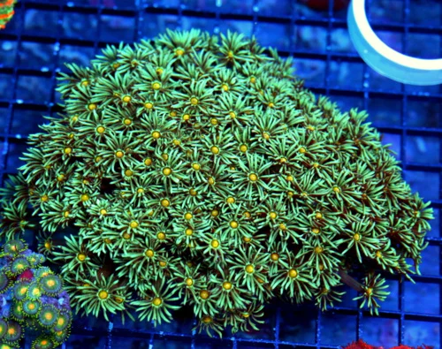 6X5 XL GONIOPORA-SUPER RARE YELLOW JEWELED EYD ULTRA COLORED STUNNING GONIOPORA