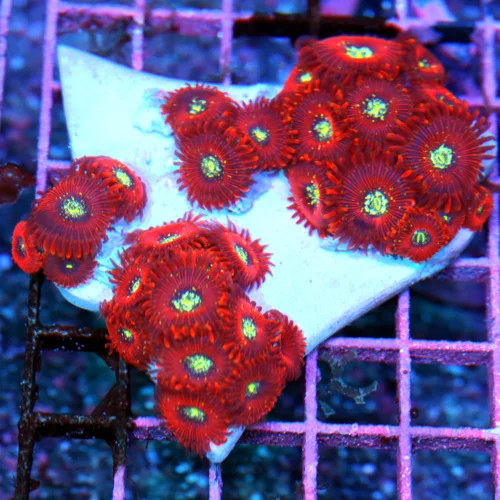 4.5X4 MAGICIAN PALYTHOAS-COLLECTORS ITEM ULTRA ULTRA COLORED VERY RARE MAGICIAN PALYTHOAS-AWESOME