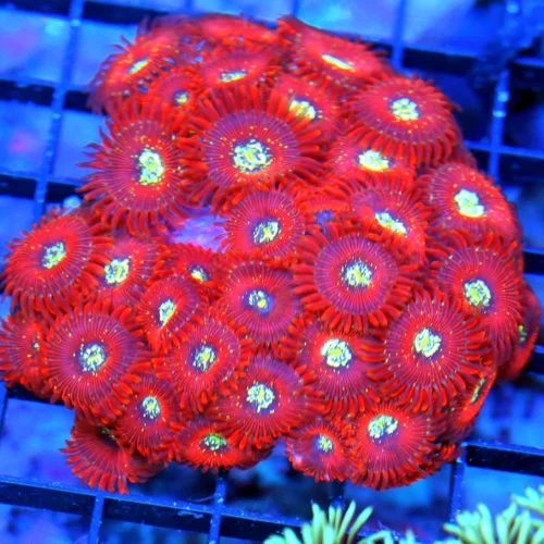 4.5X4.5 MAGICIAN PALYTHOAS-COLLECTORS ITEM ULTRA ULTRA COLORED VERY RARE MAGICIAN PALYTHOAS-AWESOME