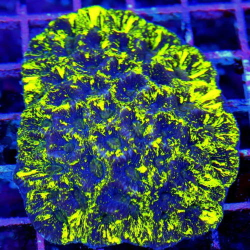 4.5X3.5 FAVIA-PREDATOR BLOOD FAVIA-SUPER PURPLE BLUE GLOW IN THE DARK PREDATOR BLOOD YELLOW