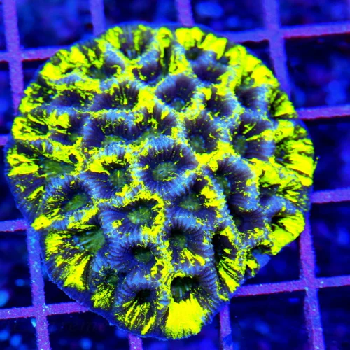 3X3 FAVIA-PREDATOR BLOOD FAVIA-SUPER PURPLE BLUE GLOW IN THE DARK PREDATOR BLOOD YELLOW