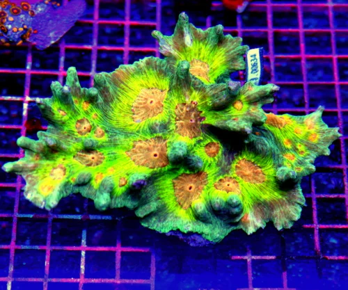 7.5X5 XXL PECTINIA-COLLECTOR ITEM COLOR ULTRA GRADE BAD TO THE BONE SPACE INVADER PECTINIA