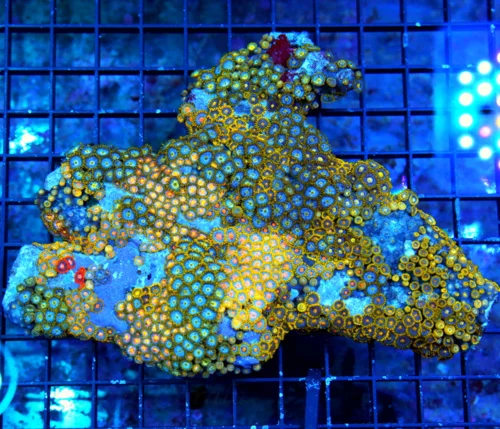 7x5.5 ZOANTHIDS-VERY RARE VERY HARD TO GET SOLOMON ISLAND ULTRA ZOATNHIDS