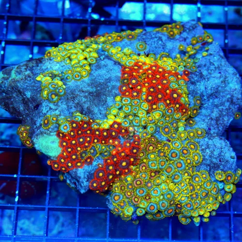 6.5X6 ZOANTHIDS-VERY RARE VERY HARD TO GET SOLOMON ISLAND ULTRA ZOATNHIDS