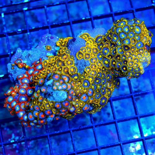 5.5X3  ZOANTHIDS-VERY RARE VERY HARD TO GET SOLOMON ISLAND ULTRA ZOATNHIDS