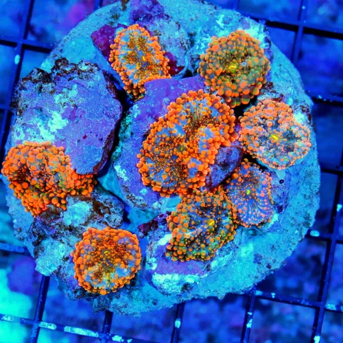 4X4 RICORDIA YUMA-AWESOME NEON MULTICOLORED ORANGE BLUE RICORDIA YUMA COLONY ROCK