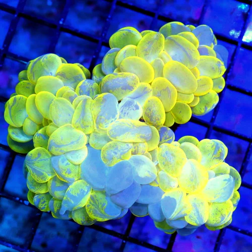 5X5 BUBBLE-OUT OF THIS WORLD HANDPICKED NEON YELLOW AND BLUE ULTRA COLORED CATSEYE BUBBLE