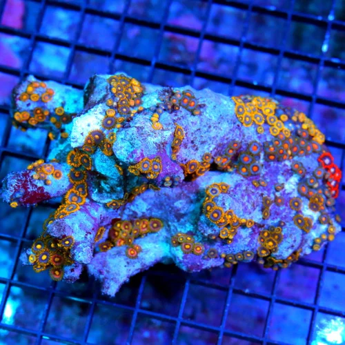 5.5X4  ZOANTHIDS-VERY RARE VERY HARD TO GET SOLOMON ISLAND ULTRA ZOATNHIDS