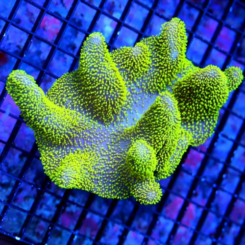6.5x5.5 CROWN LEATHER CORAL - SUPER NEON PURPLE ULTRA BRIGHT GREEN TENTACLED CROWN LEATHER-INCREDIBL