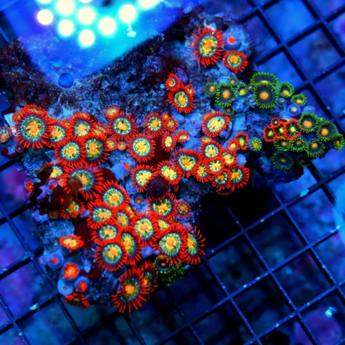 5.5X5 XL AUSSIE ZOANTHIDS-SHOWPIECE HANDPICKED BY SCOTT ULTRA ULTRA COLORED ZOANTHID COLONY