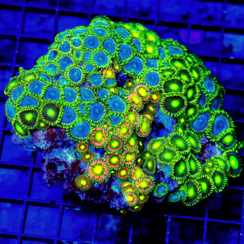 5X5 XL AUSSIE ZOANTHIDS-SHOWPIECE HANDPICKED BY SCOTT ULTRA ULTRA COLORED ZOANTHID COLONY