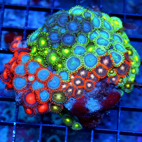 4.5X4.5 AUSSIE ZOANTHIDS-SHOWPIECE HANDPICKED BY SCOTT ULTRA ULTRA ZOANTHIDS-INCREDIBLE COLOR