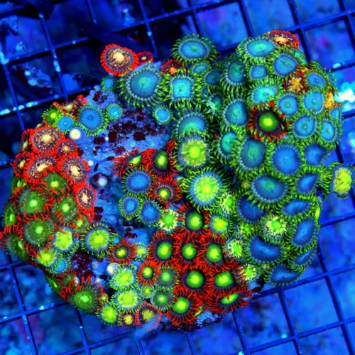 5X4.5 AUSSIE ZOANTHIDS-SHOWPIECE HANDPICKED BY SCOTT ULTRA ULTRA ZOANTHIDS-INCREDIBLE COLOR