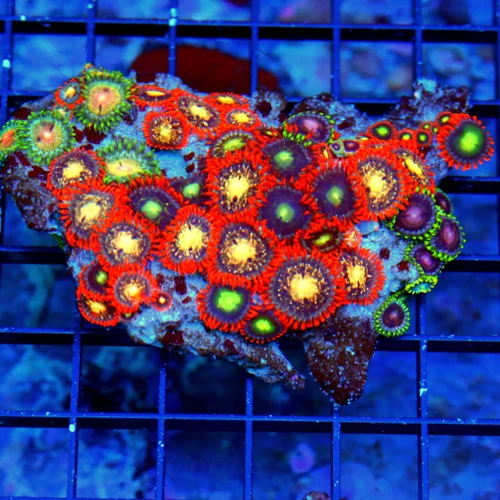 4.5X3.5 AUSSIE ZOANTHIDS-SHOWPIECE HANDPICKED BY SCOTT ULTRA ULTRA ZOANTHIDS-INCREDIBLE COLOR