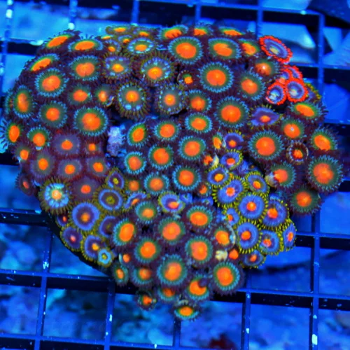 4.5x4.5 LARGE ZOANTHID CORAL-ULTRA GRADE ULTRA COLORED HANDPICKED ZOANTHID CORAL-VERY VERY RARE