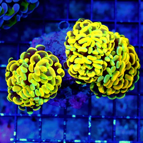 4.5x4 HAMMER CORAL - SCOTT'S HANDPICKED BY SCOTT ULTRA COLORED ORANGE AND YELLOW HAMMER CORAL