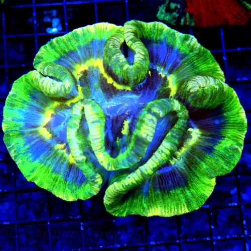 6X5.5 XL WELLSOPHYLLIA-OUTRAGEOUS NEON TOXIC GREEN AND ULTRA BLUE XL ULTRA GRADE INDO WELLSOPHYLLIA